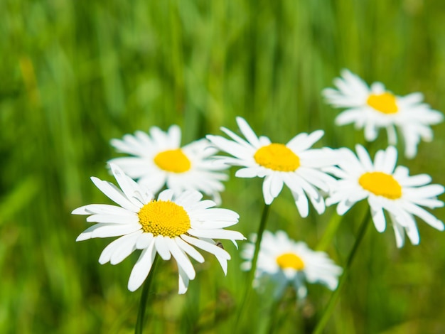 White bright chamomile flowers against the background of a summer landscape Wildflowers outdoors closeup