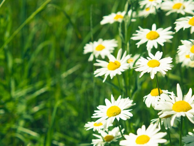 White bright chamomile flowers against the background of a summer landscape Wildflowers outdoors closeup