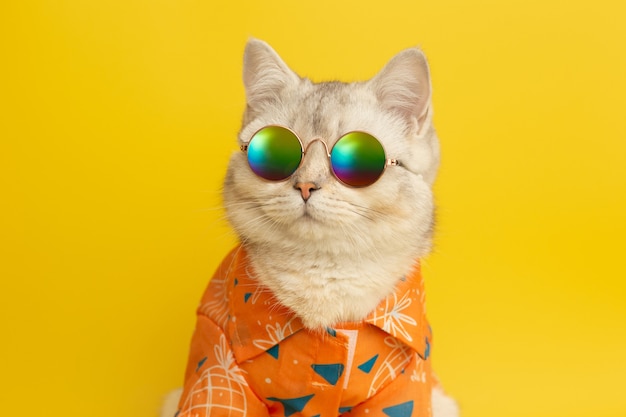 흰색 영국 고양이는 노란색 배경에 여름 컨셉으로 선글라스와 셔츠를 입는다