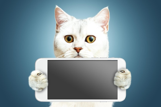 White British cat is holding a phone