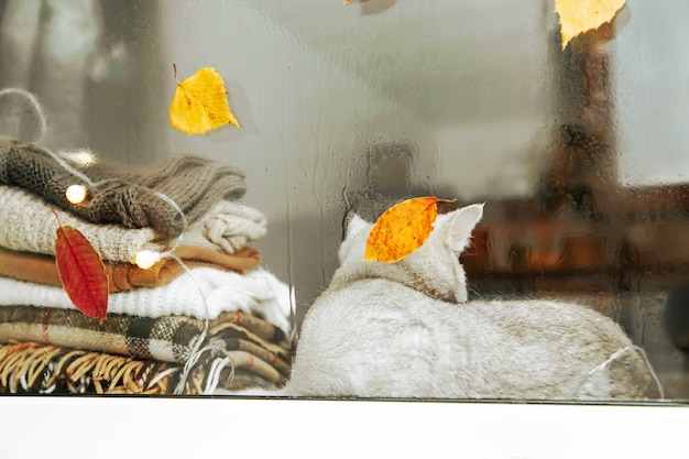 White British cat sleeps on the windowsill. Autumn, rain outside the window, leaves are falling. Blurred.