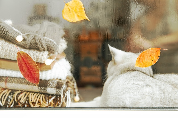 White British cat sleeps on the windowsill. Autumn, rain outside the window, leaves are falling. Blurred.