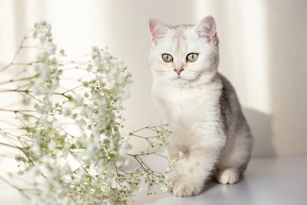 White british cat with green eyes and flowers on white background.