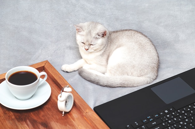 White British cat with  laptop, cup of coffee and alarm clock.  Concept for online learning, work from home, self-isolation. Humor.