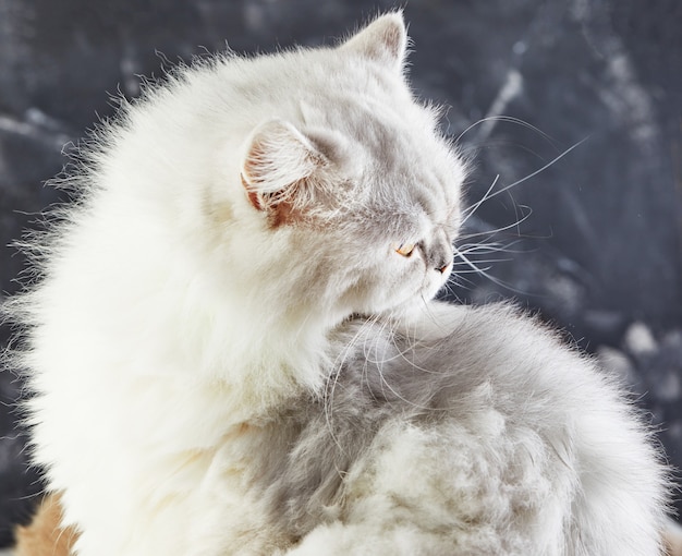 Foto gatto britannico bianco con gli occhi gialli