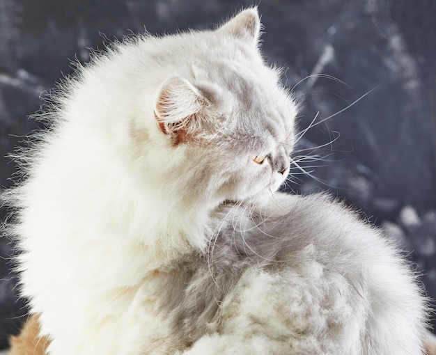 Photo white british cat with yellow eyes