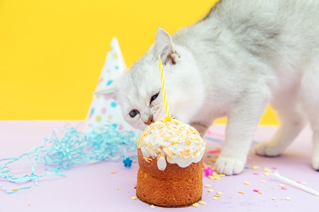 White British kitten eats a festive cupcake. birthday concept.