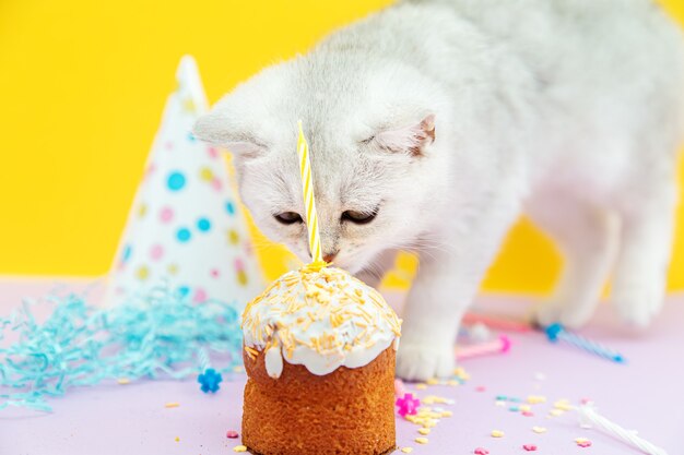 白人の英国の子猫はお祝いのカップケーキを食べます。休日の装飾、黄色とピンクの背景、キャンドル。休日と誕生日のコンセプト。