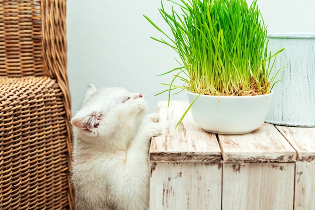 White British kitten eats green grass. Home interior.