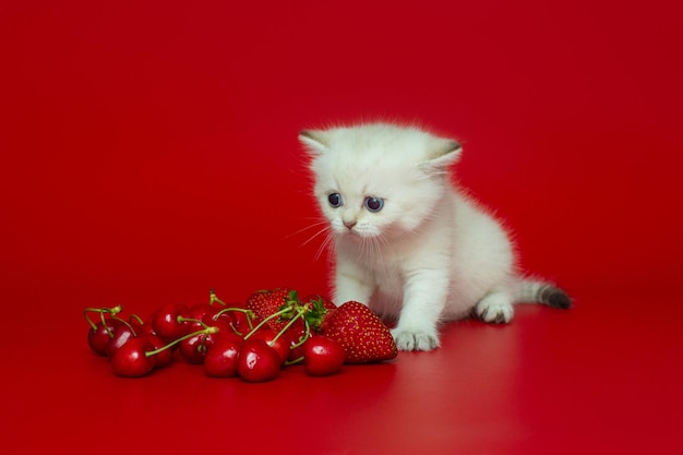 White British kitten and summer berries