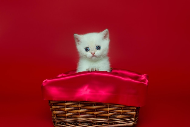 White British kitten in a wicker basket