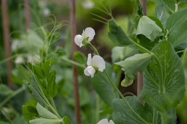 White broad bean flowers bloom against a green background