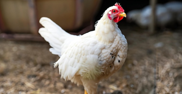 A white broiler chicken on a farm