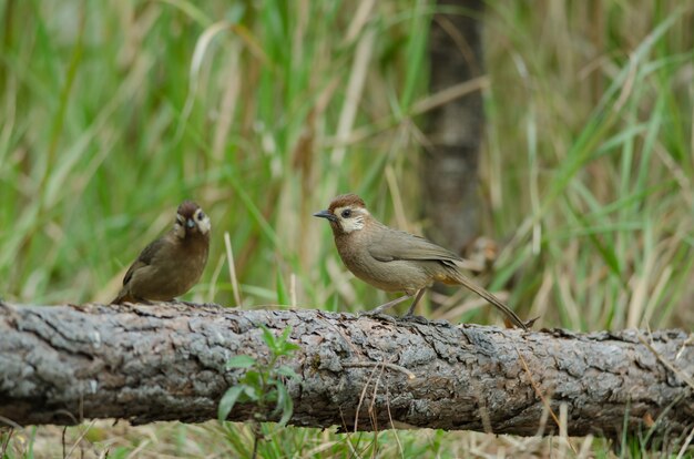 White-browed Laughingthrush bird (Garrulax sannio)