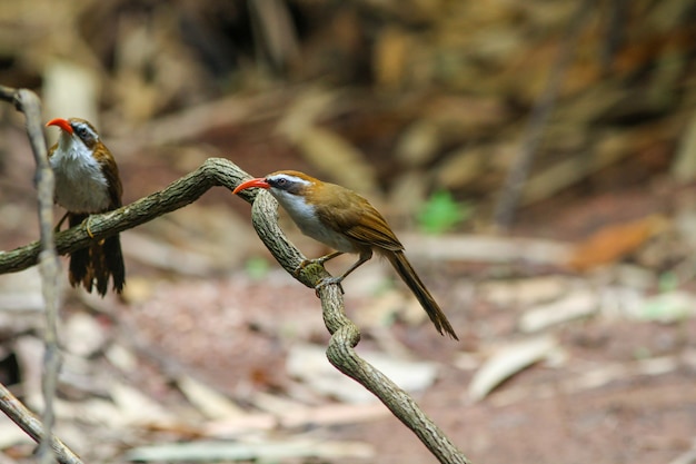 白いbrowed Scimitar-Babbler