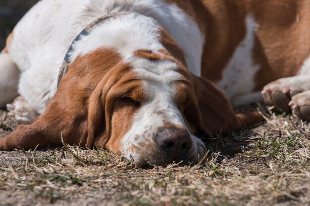 White and brown basset dog