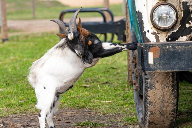 White brown and black spotted goat at the vintage soviet truck zil-130 in the village