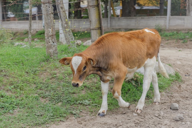 Photo white and brown calf grazing in the field