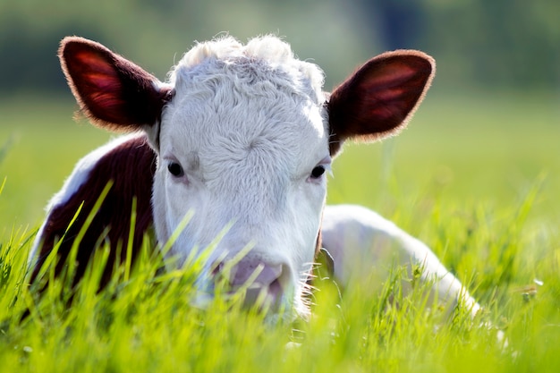 White and brown calf laying on a green field