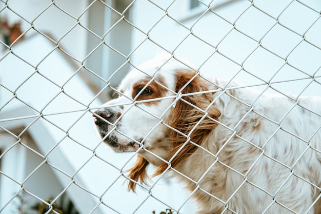 White and brown dog looking through fence