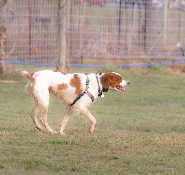 Белая и коричневая собака бегает по травяному полю
