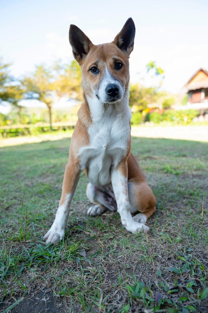 ペットの背景に立っている白茶色の犬