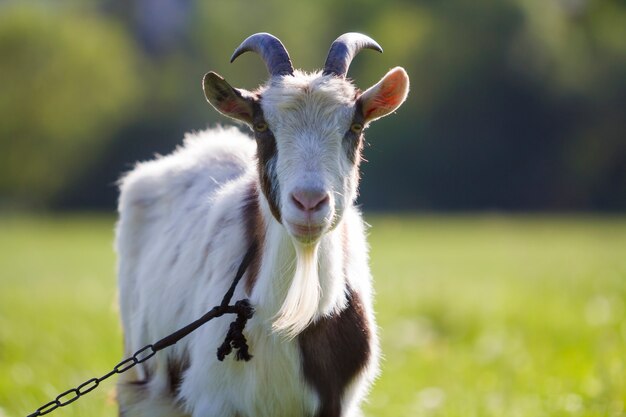 White and brown domestic goat looking straight in camera