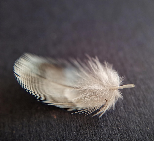 White and brown feather isolated on black background