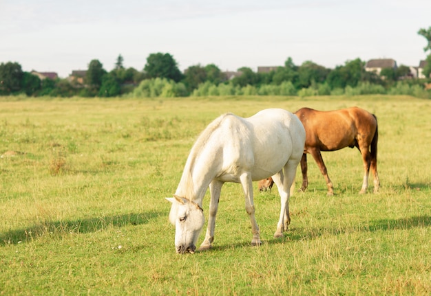 Il cavallo bianco e marrone pasce sul pascolo estivo