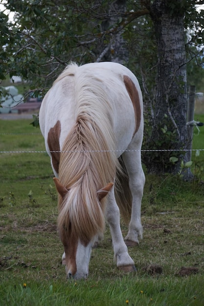 White and brown horse on pasture eating grass