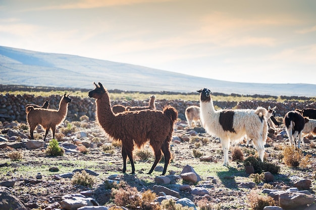 Lama bianca e marrone da vicino, altiplano, bolivia.