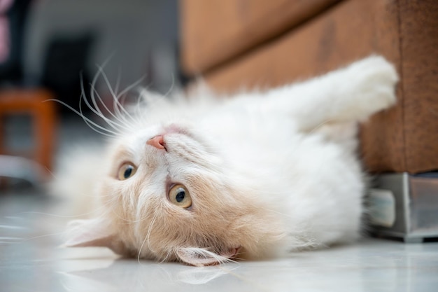 귀여운 얼굴을 가진 흰색과 갈색 페르시안 고양이