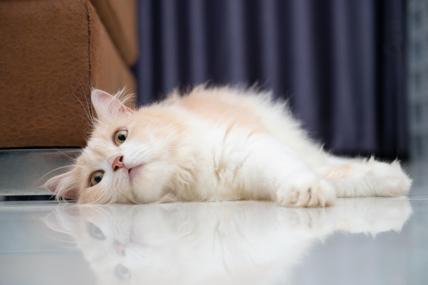 Foto gatto persiano bianco e marrone con un viso carino
