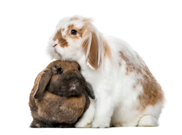 white and brown rabbits side by side isolated on white