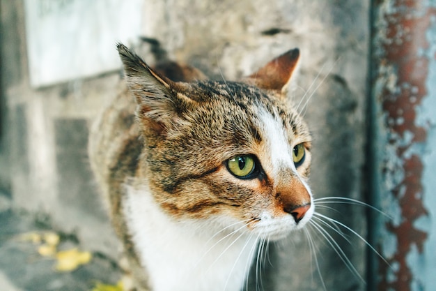 Бело-коричневая уличная кошка бродит за углом города.