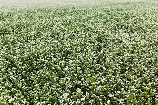 農地での開花中の白いそばの花、白い花でそばを栽培する農業