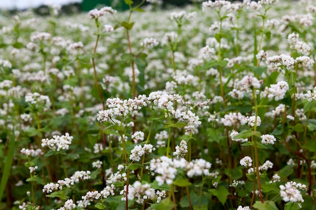 農地での開花中の白いそばの花、白い花でそばを栽培する農業