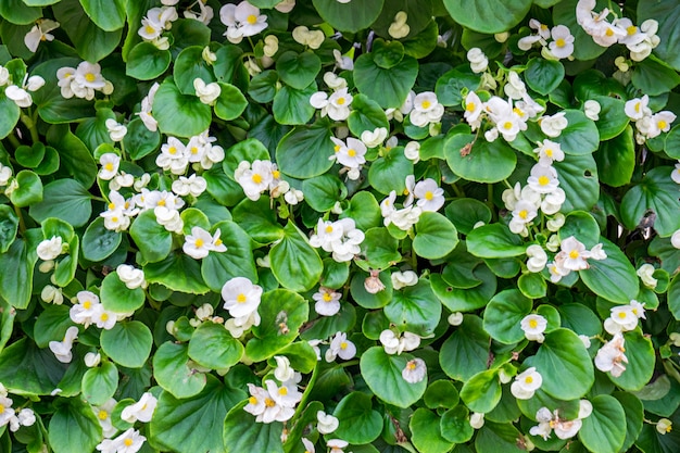 White bud begonia blooming flower