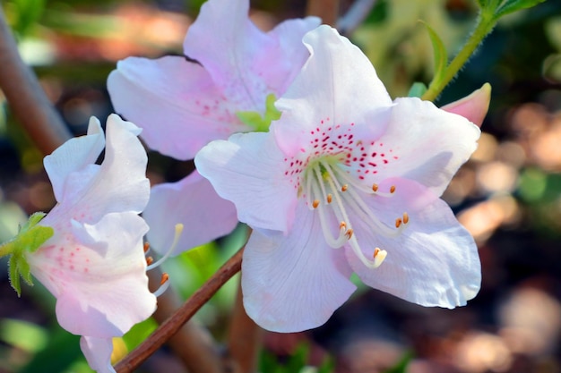 A white bud of a flowering azalea bush in the garden