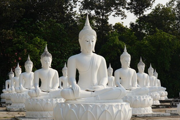 white Buddha statues are arranged in beautiful rows