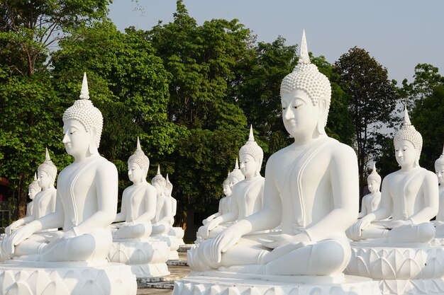 white Buddha statues are arranged in beautiful rows