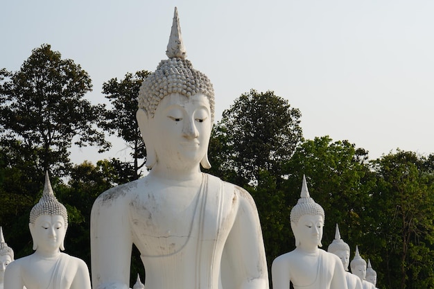 white Buddha statues are arranged in beautiful rows