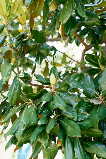 White buds among green foliage on a magnolia bush