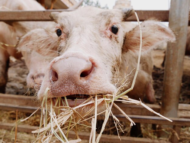 Photo white buffalo eating straw