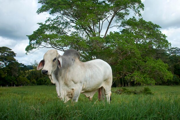 Photo a white bull stands in a field with a tree in the background.