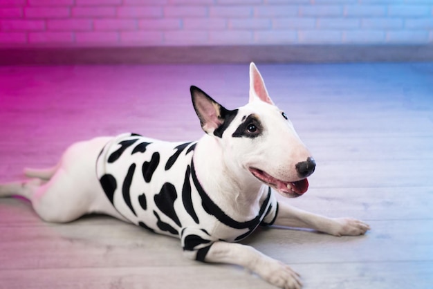 A white bull terrier in spotted dog clothes against a brick wall in neon pink and blue tones