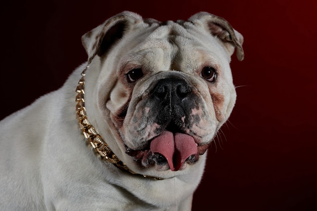 White bulldog dog in studio session with a golden collar