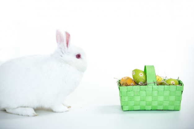 White bunny facing basket of easter eggs