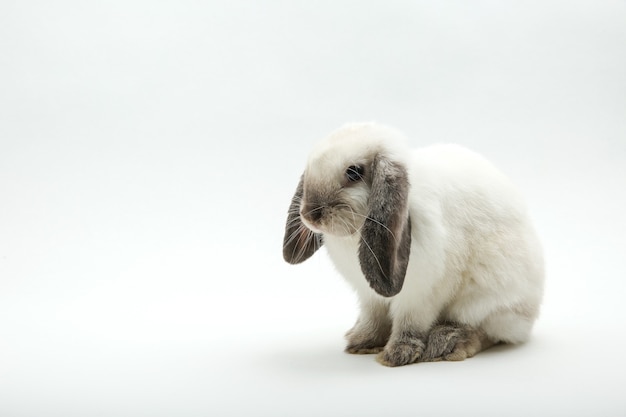 White bunny isolated on white