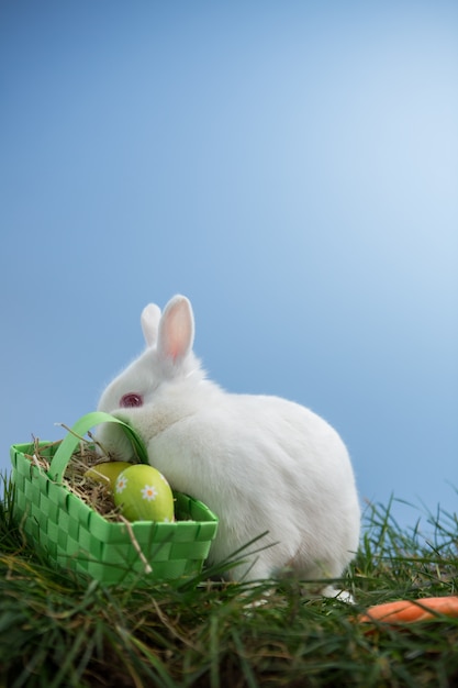 Белый кролик, сидящий на траве с корзиной яиц